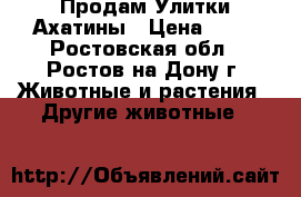 Продам Улитки Ахатины › Цена ­ 50 - Ростовская обл., Ростов-на-Дону г. Животные и растения » Другие животные   